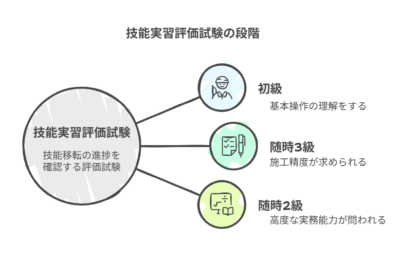 技能実習評価試験の段階